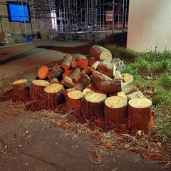 白樺、ニワウルシの薪3立米くらい