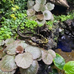 マダライモリ その他の中古が安い！激安で譲ります・無料であげます  