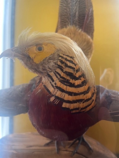 錦鶏鳥 きんけいちょう／剥製(ガラスケース付き） 大幅値下】送料込 錦鶏鳥 ／剥製(ガラスケース付き） - メルカリ
