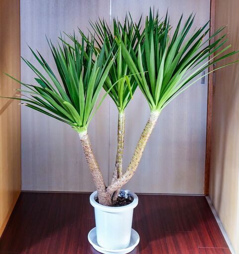 【美品お買い得】観葉植物　ドナセラ　カンボジアーナ　購入2週間　カッコイイ株立ち　貴重な美しさ　最終値段です