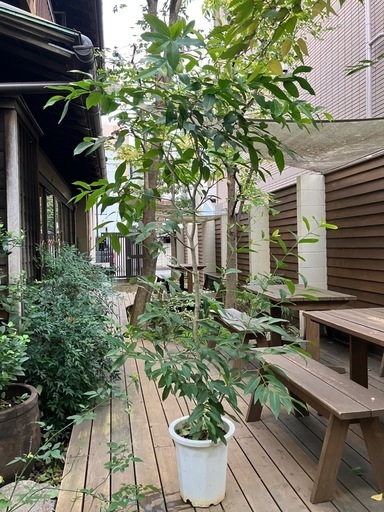 観葉植物