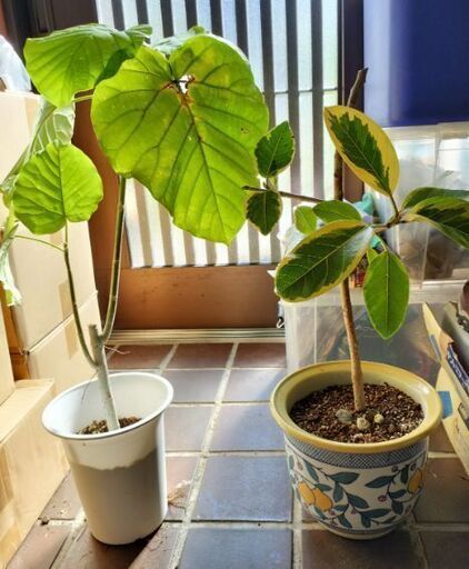 フィカス　ウンベラータ　アルテシマ　観葉植物2鉢セット