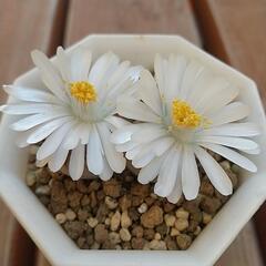 リトープスの世界的名著（中古）です。