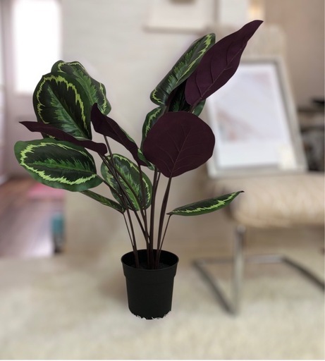 カラテア：シャインスター  観葉植物 緑と紫の広葉 高さ 約100cm