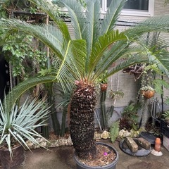 二股のソテツです1.5メートル位