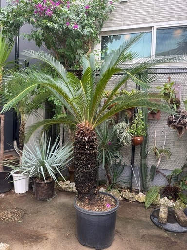 極太　ソテツ　葉の幅2mオーバー　蘇鉄　ドライガーデン 極太 ソテツ 葉の幅2mオーバー 蘇鉄 ドライガーデン