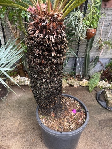 ソテツ 蘇轍 65cm ソテツ 蘇轍 ソテツ 蘇轍 抜き苗株 約65cm 観葉植物