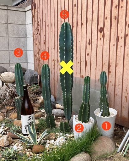 鬼面角 抜き苗 鉢植え ¥2,500〜¥3,000