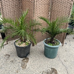 カナリーヤシの中古が安い！激安で譲ります・無料であげます｜ジモティー 