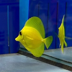 キイロハギの中古が安い！激安で譲ります・無料であげます｜ジモティー 