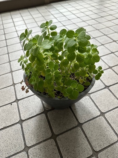 アロマティカス