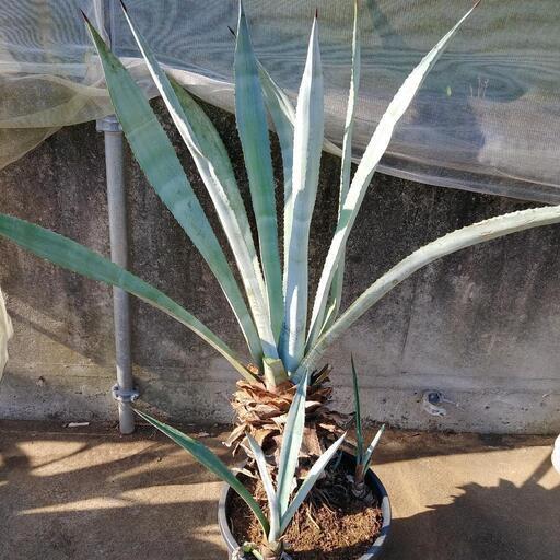 アガベ☆アメリカーナ特大 アガベ アメリカーナ - rosaverte