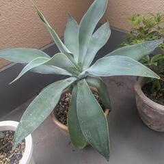 アテナータの中古が安い！激安で譲ります・無料であげます  