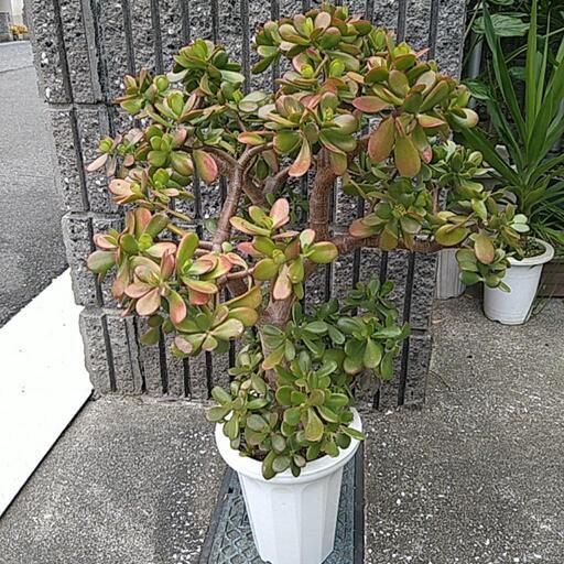 金の成る木（鉢付き）