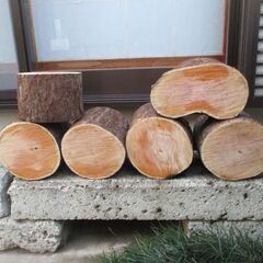 エノキの中古が安い！激安で譲ります・無料であげます｜ジモティー 