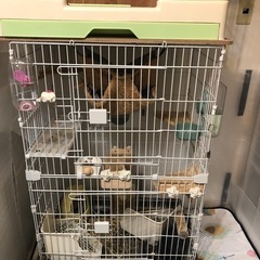 チンチラ飼育の中古が安い！激安で譲ります・無料であげます｜ジモティー