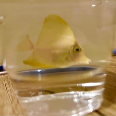 取引中】海水魚 生体 キイロハギその他