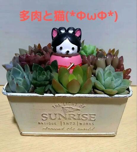 多肉寄せ植え★ピンクの猫(*ΦωΦ*)