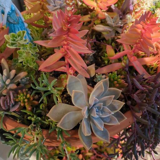 ガーデンニング　多肉植物️色々