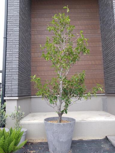 カラタネオガタマ　シンボルツリー　鉢植え