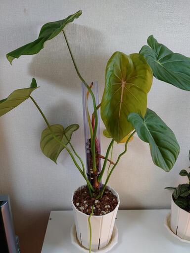 観葉植物 フィロデンドロン マクドウェル