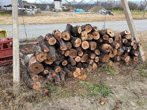 3月末迄 欅の薪大(昨年12月伐採) 軽トラ一台10,000円(軽トラ以外も可