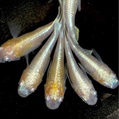 1セットで終了します‼️琉めだか⭐️無限めだか様血統🤩センチュリー1  