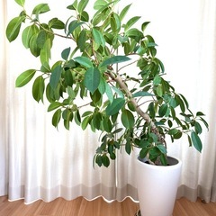 actus インテリア雑貨/小物(家具)の中古が安い！激安で譲ります・無料  