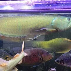 スーパーレッドコウタイ飼い込み 個体 28cm ぐらい 多分 ペアになって