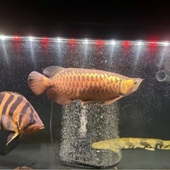 ダトニオの中古が安い！激安で譲ります・無料であげます(5ページ目  