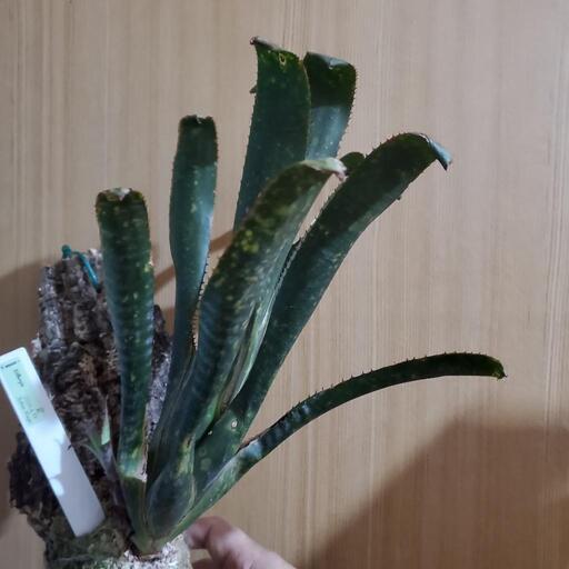 ビルベルギア　コランマジック