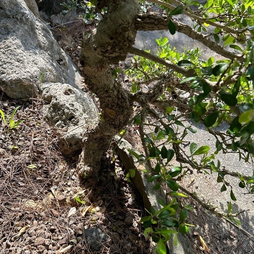 ハリツルマサキ（マッコウ?）