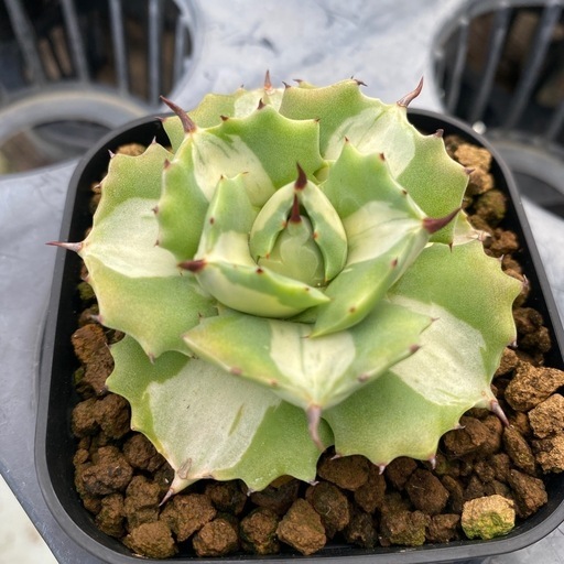 アガベ プミラ 錦 白中斑 珍品 アガベ 王妃雷神錦 白中斑 王妃雷神