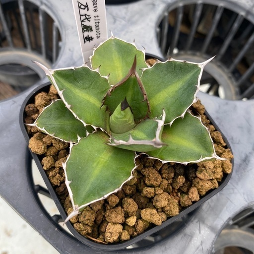 アガベ チタノタ 万代厳竜 アガベ ハイブリッド 万代厳龍 アガベ