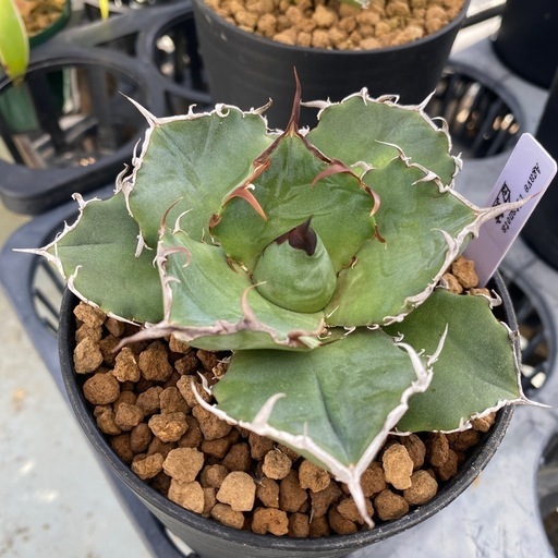 アガベ チタノタ 白鯨