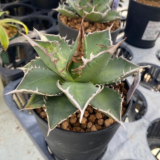 アガベ チタノタ 海王 アガベ チタノタ 海王 龍球会産 台湾鉢5号