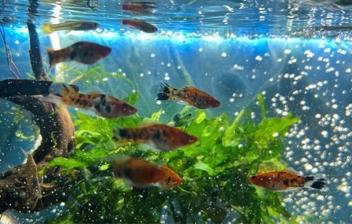 ソードテール昭和熱帯魚