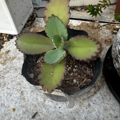 アルト 折り合いつけば個人での分割可能。