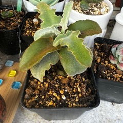 アルト 折り合いつけば個人での分割可能。