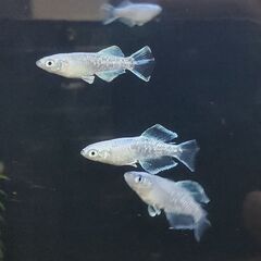 砥部焼睡蓮鉢 (とくとく) 神戸のその他の中古あげます・譲ります  