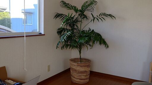 テーブルヤシ　大型観葉植物　鉢カバー付き　高さ160㎝①