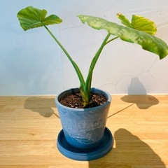 観葉植物　アロカシア・オドラ　