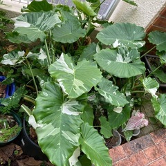 最終値下げ済み】クワズイモ 斑入り 大株