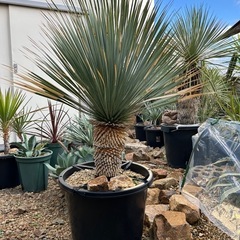 ユッカロストラータ特大サイズ(メキシコ産)2メートルオーバー