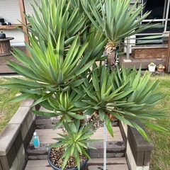 ユッカグロリオサの中古が安い！激安で譲ります・無料であげます  