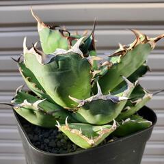 アガベチタノタの中古が安い！激安で譲ります・無料であげます｜ジモティー 