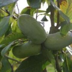 千葉県のポポーの中古が安い！激安で譲ります・無料であげます｜ジモティー 