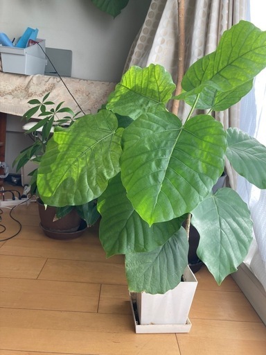 フィカス　ウンベラータ　観葉植物