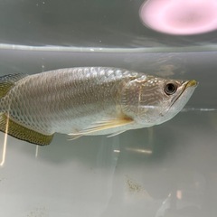 ノーザンバラムンディ 33㎝程