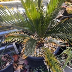 金環ソテツ、ソテツ、希少、奄美大島産。配達費コミコミ(埼玉県近辺)